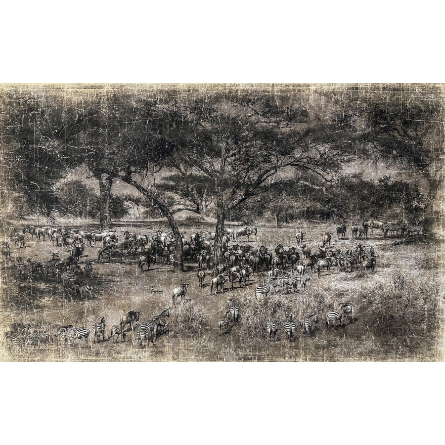 TROUPEAU TANZANIE (200x126cm)